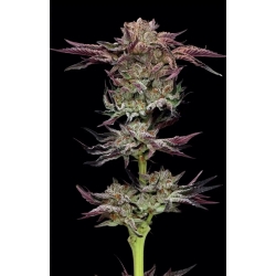 HUMBOLDT SEED COMPANY - JELLY DONUTZ AUTO - 5 SEMI