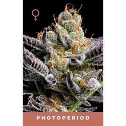 HUMBOLDT SEED COMPANY - JELLY DONUTZ AUTO - 5 SEMI