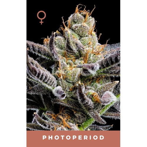 HUMBOLDT SEED COMPANY - JELLY DONUTZ AUTO - 5 SEMI