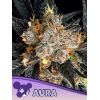 ANESIA SEEDS - AURA FEM - 3 SEEDS