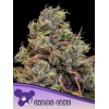 ANESIA SEEDS - CHAOS CAKE FEM - 3 SEMI