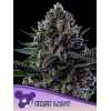 ANESIA SEEDS - FIRST LADY  FEM - 3 SEMI