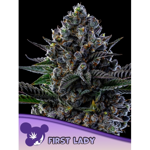 ANESIA SEEDS - FIRST LADY  FEM - 5 SEMI