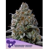 ANESIA SEEDS - FRIDAY BOOF FEM - 3 SEMI