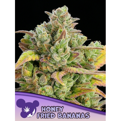 ANESIA SEEDS - HONEY FRIED BANANAS FEM - 3 SEMI