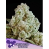 ANESIA SEEDS - PRIVILEGED BADDIE FEM - 3 SEEDS