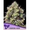 ANESIA SEEDS - ROSWELL CODE FEM - 3 SEMI