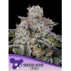 ANESIA SEEDS - CHAOS CAKE AUTO - 3 SEMI