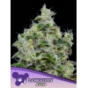 ANESIA SEEDS - DANKBERRY AUTO - 3 SEEDS