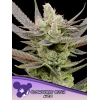 ANESIA SEEDS - GLOWBERRY RUSH AUTO - 3 SEEDS