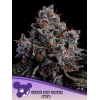 ANESIA SEEDS - GRAPE POP ROCKS AUTO - 3 SEMI