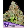 ANESIA SEEDS -  STICKY BOOF AUTO - 3 SEEDS