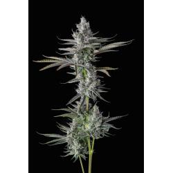 COMPOUND GENETICS - GUWOP GREEN FEM - 7 SEEDS