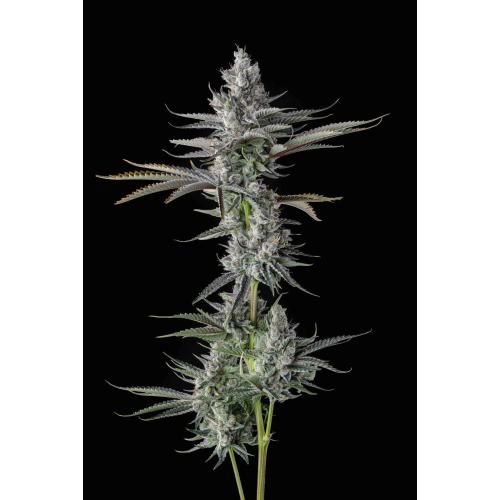 COMPOUND GENETICS - GUWOP GREEN FEM - 7 SEEDS