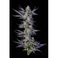 COMPOUND GENETICS - RUNTX CARLTON FEM - 7 SEEDS