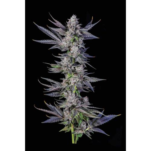 COMPOUND GENETICS - RUNTX CARLTON FEM - 7 SEEDS