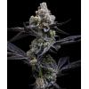BARNEY'S FARM - GARLIC COOKIES FEM - 5 SEMI