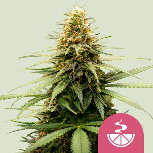ROYAL QUEEN SEEDS - LEMON SKUNK FEM - 5 SEME