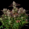 SILENT SEEDS - ALIEN GAS XXL AUTO - 3 SEMI