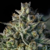 SILENT SEEDS - MAC DAWG XXL AUTO - 3 SEMI