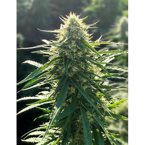 MEDICAL SEEDS - BIORELIEF CBD 10 SEMI