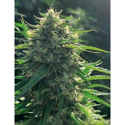MEDICAL SEEDS - BIORELIEF CBD 10 SEMI