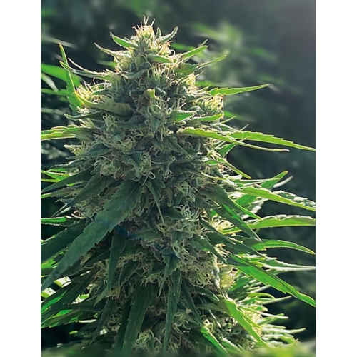 MEDICAL SEEDS - BIORELIEF CBD 10 SEMI
