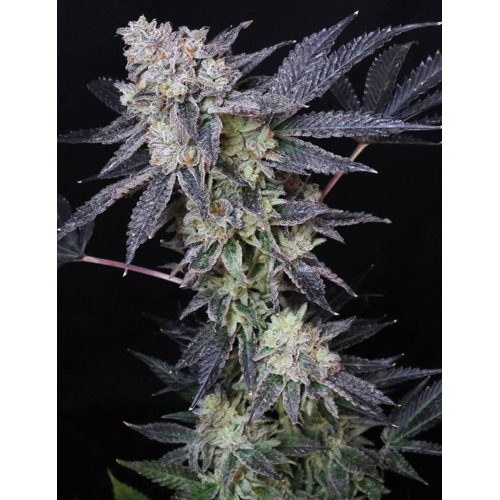 MEDICAL SEEDS - MINTZKITTLEZ 10 SEMI