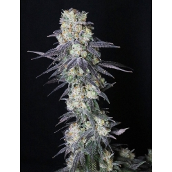 MEDICAL SEEDS - MINTZKITTLEZ 10 SEMI