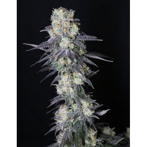 MEDICAL SEEDS - MINTZKITTLEZ 10 SEMI