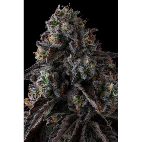 COMPOUND GENETICS - FRUIT RIOT FEM - 7 SEMI