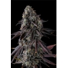 COMPOUND GENETICS - FRUIT RIOT FEM - 7 SEEDS