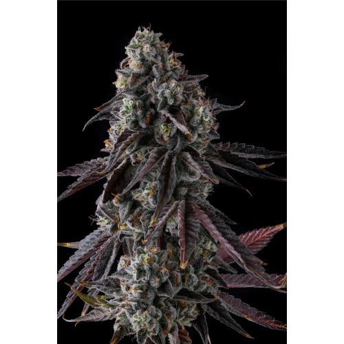COMPOUND GENETICS - FRUIT RIOT FEM - 7 SEMI