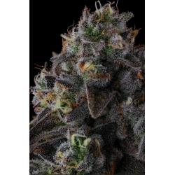 COMPOUND GENETICS - FRUIT RIOT FEM - 7 SEMI