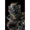 COMPOUND GENETICS - GIGGIN' GRAPES FEM - 7 SEEDS