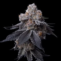 MAVERICKS - GORILLA GLUE #4  FEM - 5 SEMI