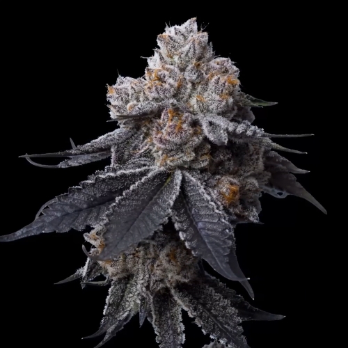 MAVERICKS - GORILLA GLUE #4  FEM - 5 SEMI
