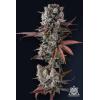 COMPOUND GENETICS - HAWAIIAN SUNKIST FEM - 7 SEEDS