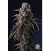 COMPOUND GENETICS - DULCE DREAMS FEM - 7 SEEDS