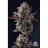 COMPOUND GENETICS - GRAPAYA FEM - 7 SEEDS