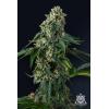 COMPOUND GENETICS -  PRESIDENTIAL PARDON FEM - 7 SEEDS