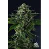 COMPOUND GENETICS - PHILBO BAGGINS FEM - 7 SEEDS