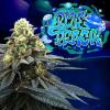 PERFECT TREE SEEDS - BLUE PEACH FEM - 6 SEMI + 3 LH2P OMAGGIO