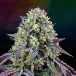PERFECT TREE SEEDS - RAINBOW TRIANGLE FEM - 6 SEMI + 3 LH2P OMAGGIO