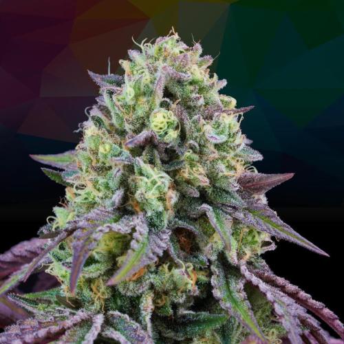 PERFECT TREE SEEDS - RAINBOW TRIANGLE FEM - 6 SEMI + 3 LH2P OMAGGIO