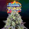 PERFECT TREE SEEDS - RAINBOW TRIANGLE FEM - 6 SEMI + 3 LH2P OMAGGIO