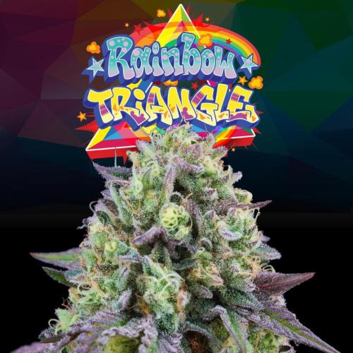 PERFECT TREE SEEDS - RAINBOW TRIANGLE FEM - 6 SEMI + 3 LH2P OMAGGIO
