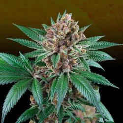 PERFECT TREE SEEDS - ICED PEACH FEM - 6 SEMI + 3 LH2P OMAGGIO