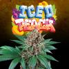 PERFECT TREE SEEDS - ICED PEACH FEM - 6 SEMI + 3 LH2P OMAGGIO