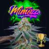 PERFECT TREE SEEDS - MIMOZZ FEM - 6 SEMI + 3 LH2P OMAGGIO